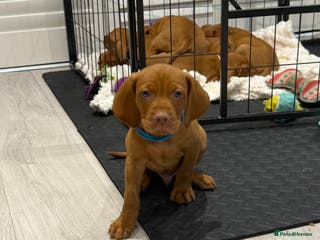 Hungarian Vizsla dogs Hungarian Vizsla Puppies – Prime Pedigree - Advert 1