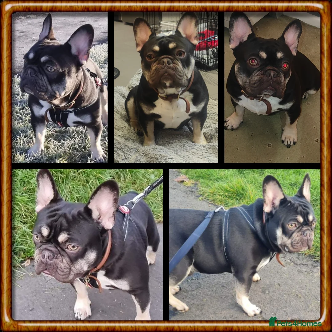 French Bulldog dogs for stud: THE GREAT MAMBA in Stafford - Advert 4