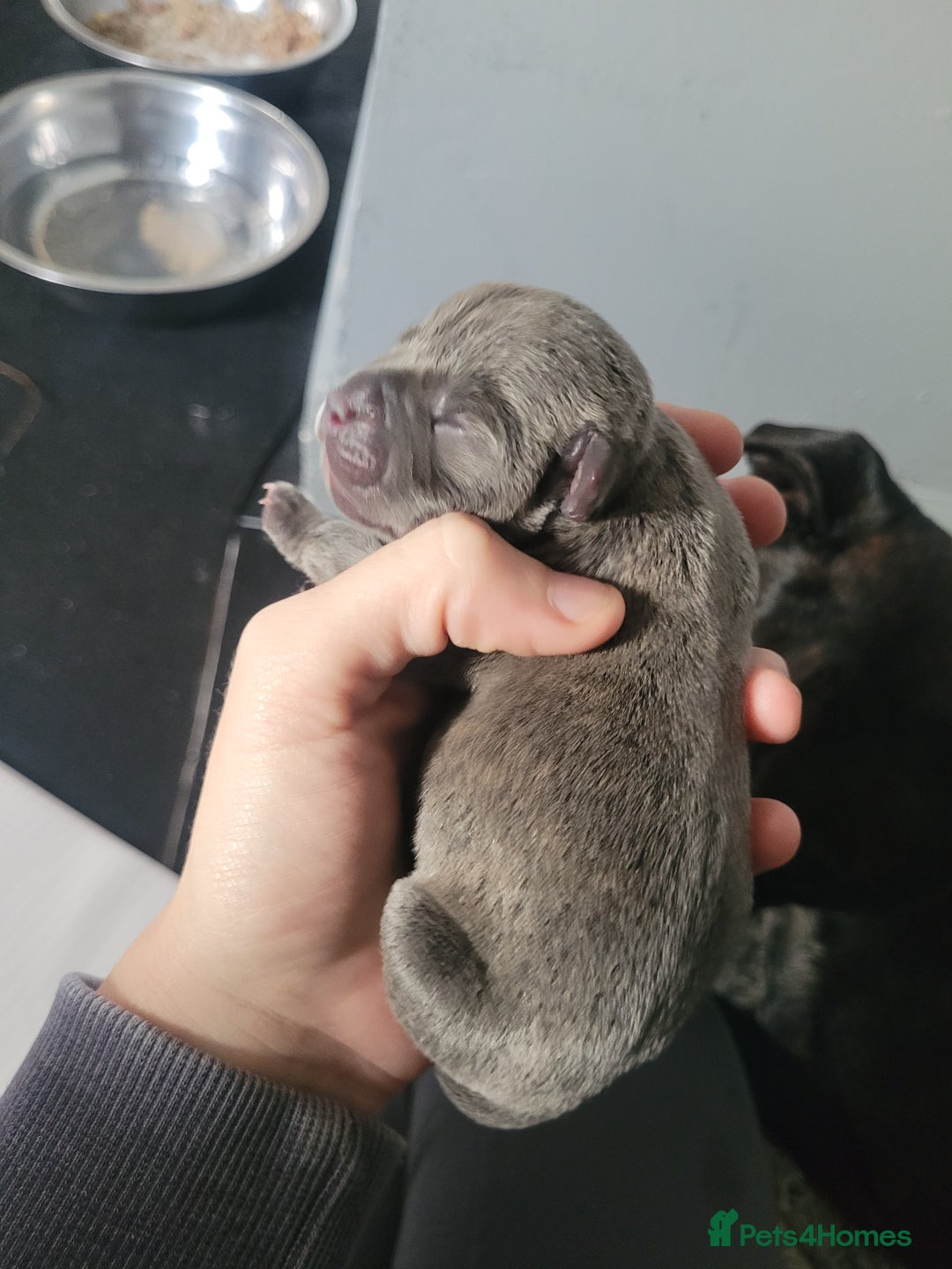 Mixed Breed dogs for sale: Staffie cross mastiff  - Image 12