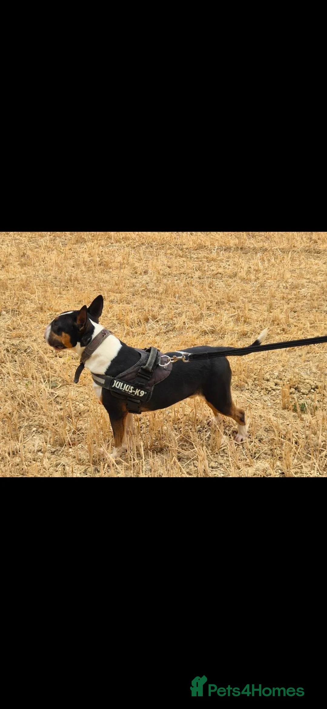 English Bull Terrier dogs for stud:  stunning boys for stud. Odin white, Elvis tri - Advert 2