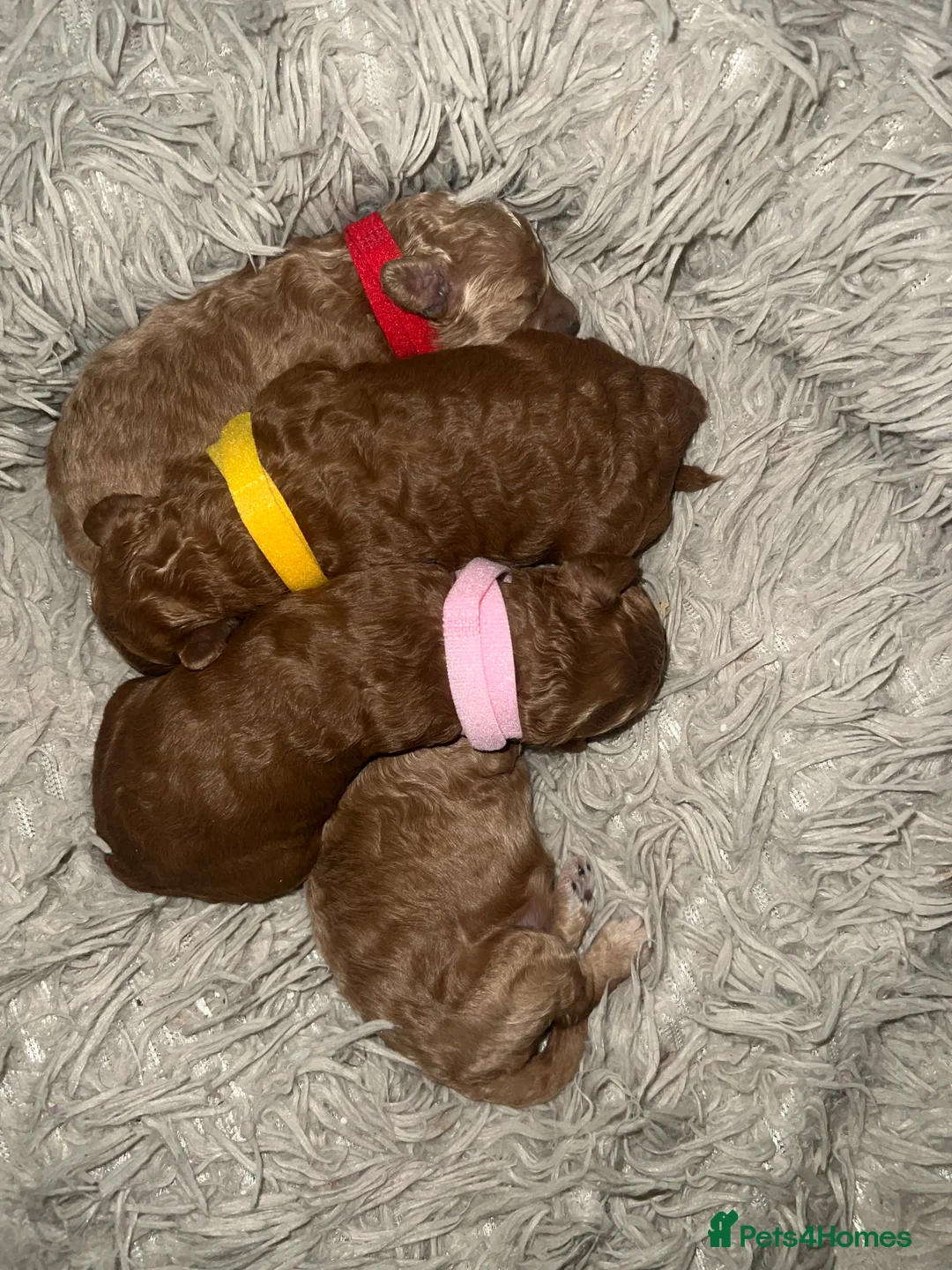 Toy Poodle dogs for sale: KC Reg Full health Check Red Toy Poodles in Liverpool - Advert 3