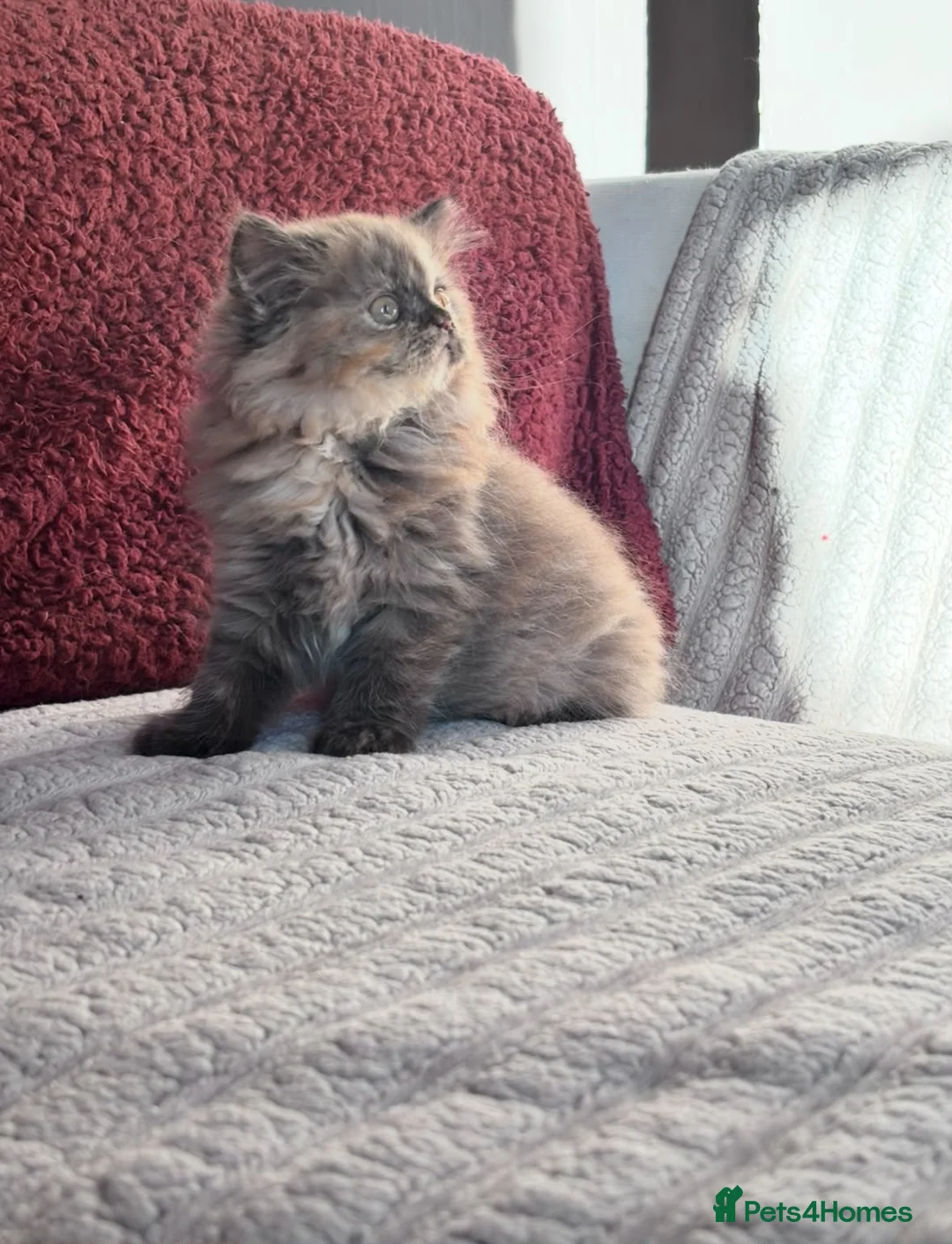 British Shorthair cats for sale: ✨Exceptional British Shorthair & Longhair Kittens✨ - Advert 2