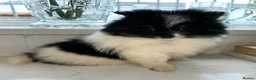 Pomeranian dogs for sale: Tiny Russian Teddy Pomeranians  - Advert 3