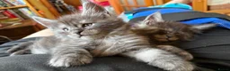 Maine Coon cats for sale: Maine Coon kittens ❤️❤️❤️❤️ in Colchester - Advert 7