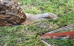 Chickens poultry for sale: 2 pekin millefluer growers - Image 11