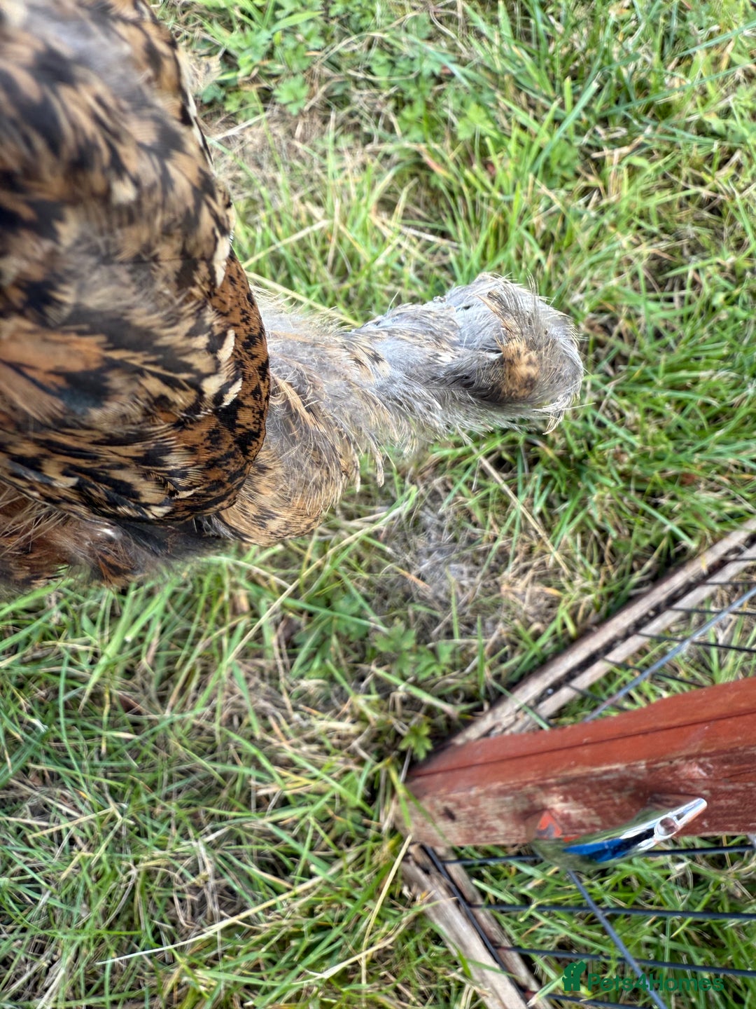 Chickens poultry for sale: 2 pekin millefluer growers - Image 11