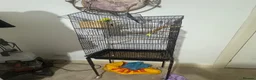 Budgerigars birds for sale: Pair of Budgies for Sale with Cage in Halifax - Advert 4