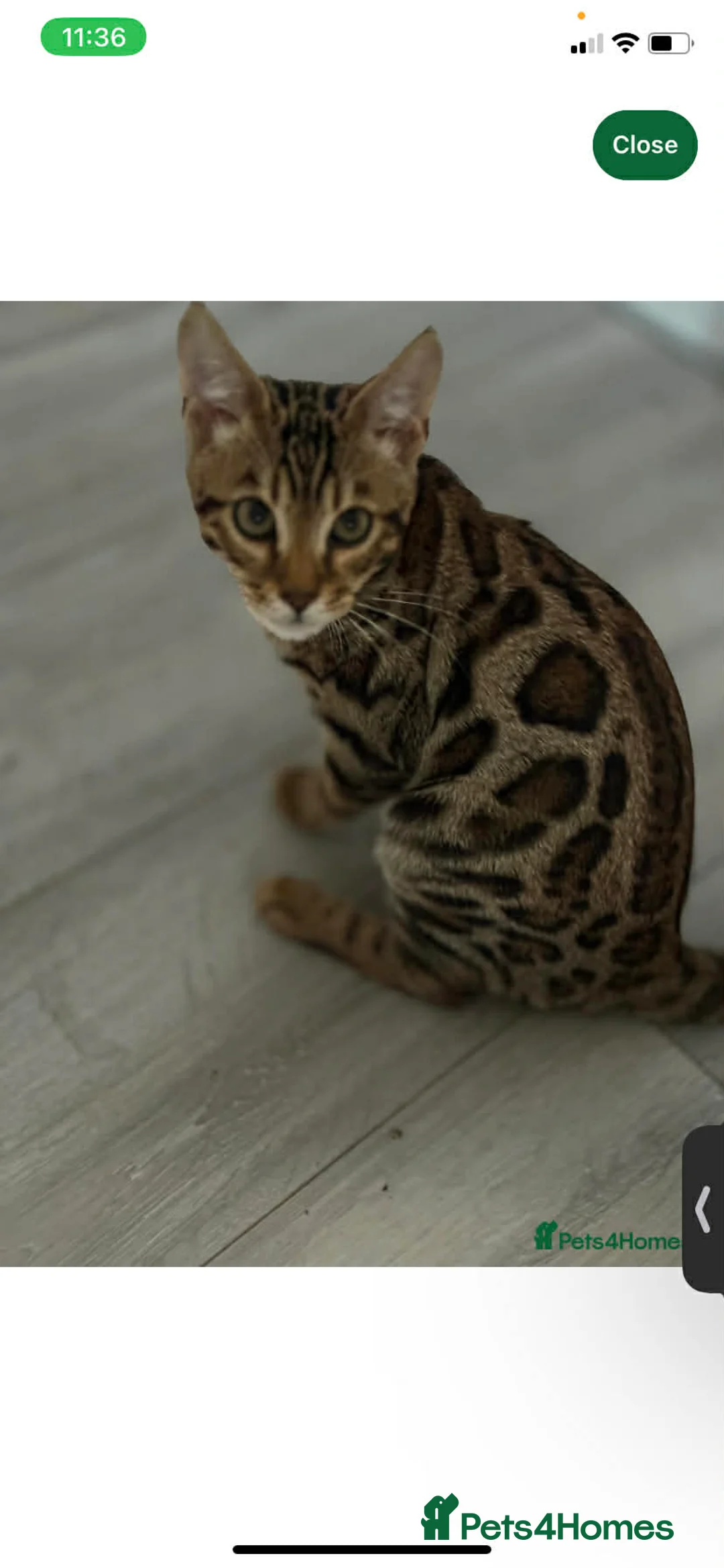 Bengal cats for sale: Make bengal kitten  - Advert 2