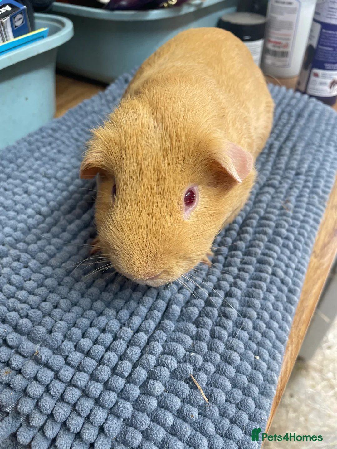 Guinea Pig rodents for sale: Two Saffron Boars - Advert 2