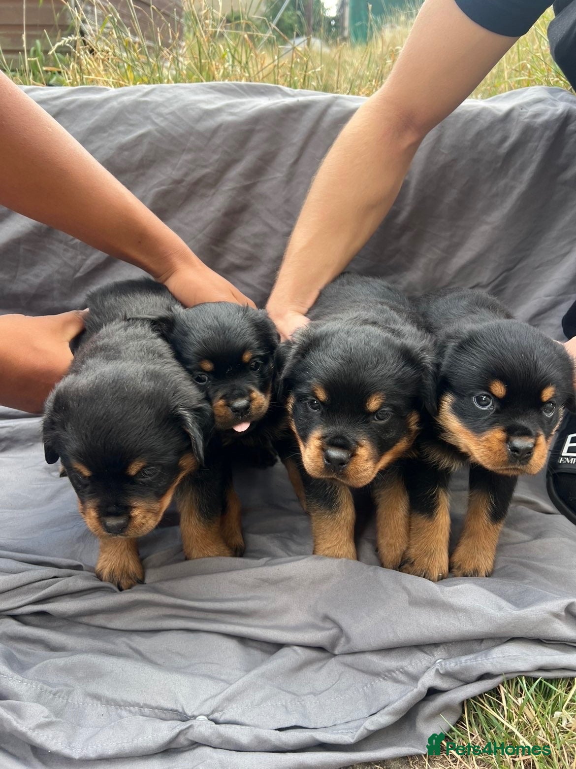 Rottweiler dogs *Ready to go*Rottweiler pups - Advert 2