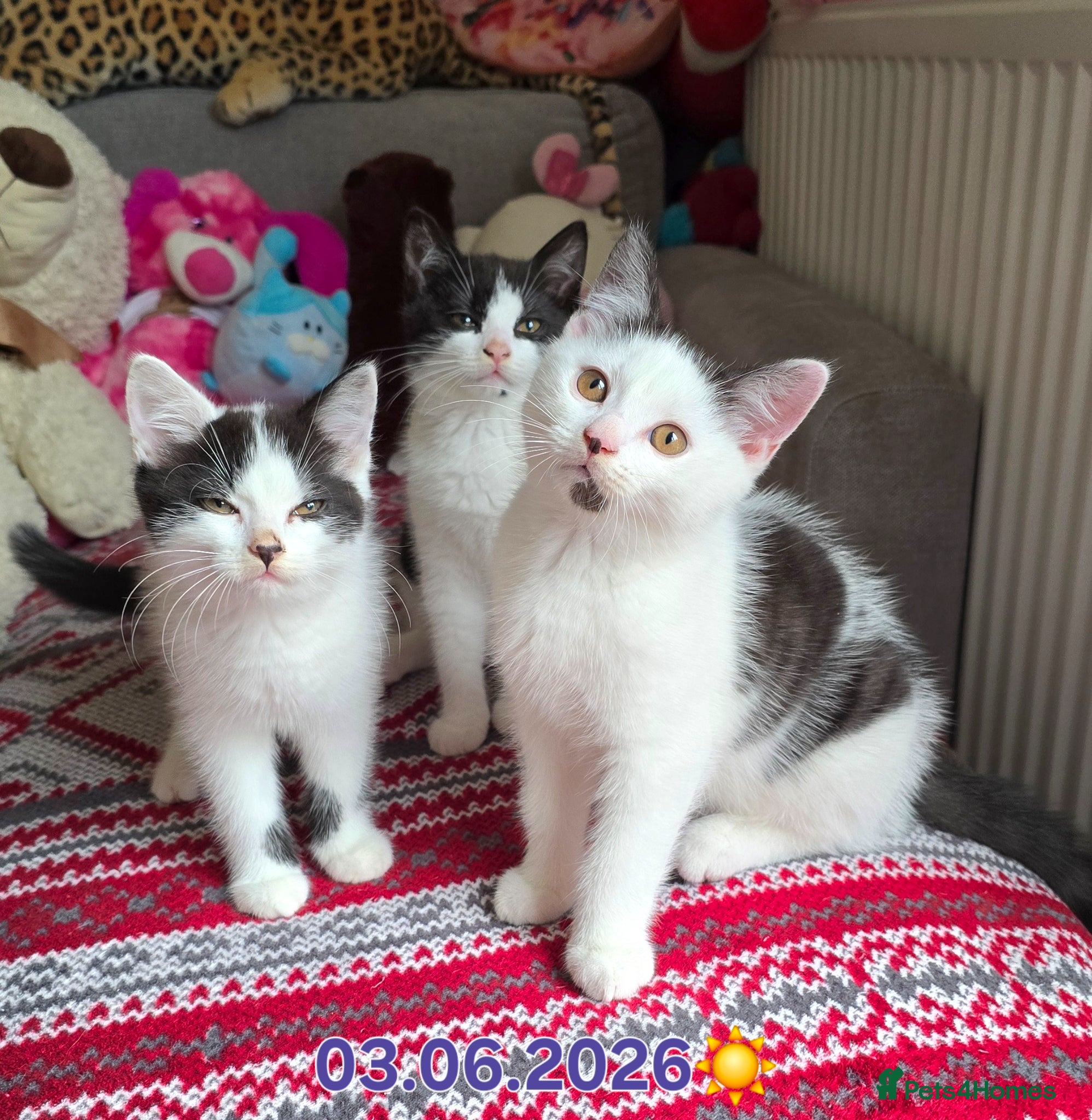 Mixed Breed cats for sale: British shorthair cross Kittens  - Advert 5
