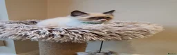 Ragdoll cats for sale: 💕Beautiful GCCF Registered Ragdoll Kittens. - Advert 10