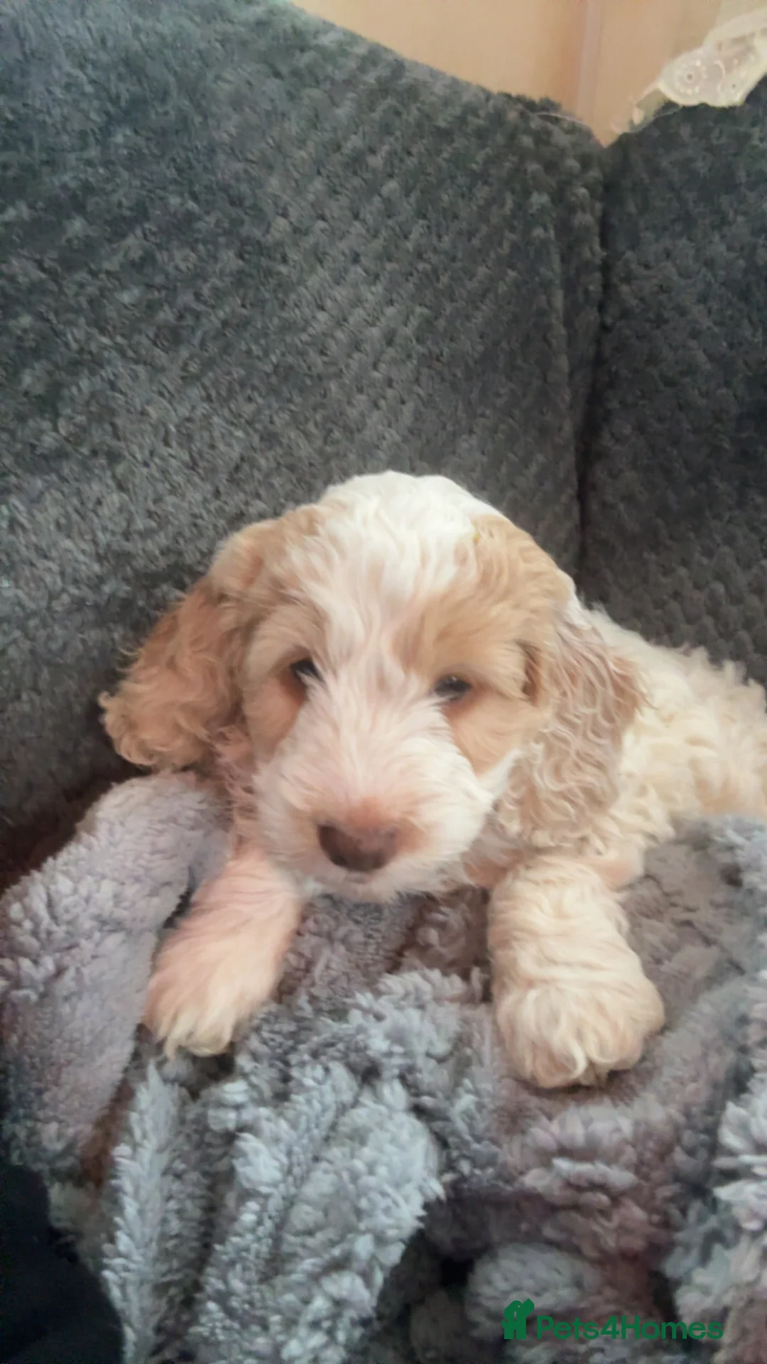 Cockapoo dogs for sale: 4 Adorable F2 Cockapoo puppies - 2 REMAINING! - Advert 17