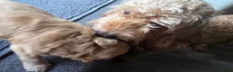 Cockapoo dogs for sale: Hawarden puppies 🐶  in Deeside - Advert 7