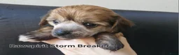 Chinese Crested dogs for sale: Powder puff boy and girl   - Advert 15