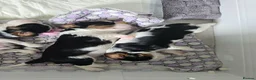 Cavalier King Charles Spaniel dogs for sale: MRI scanned parents fullY health tested - Advert 22