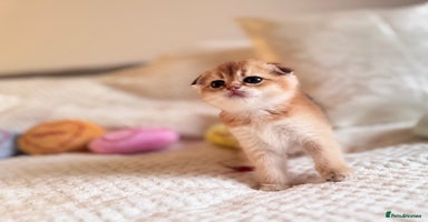 Scottish Fold cats - Advert 9
