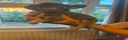French Bulldog dogs for sale: 3 beautiful female French bulldog puppies.  - Advert 10
