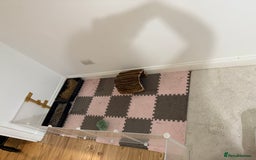 Mini Lop rabbits for sale: Mini lop rabbits for sale  - Image 9