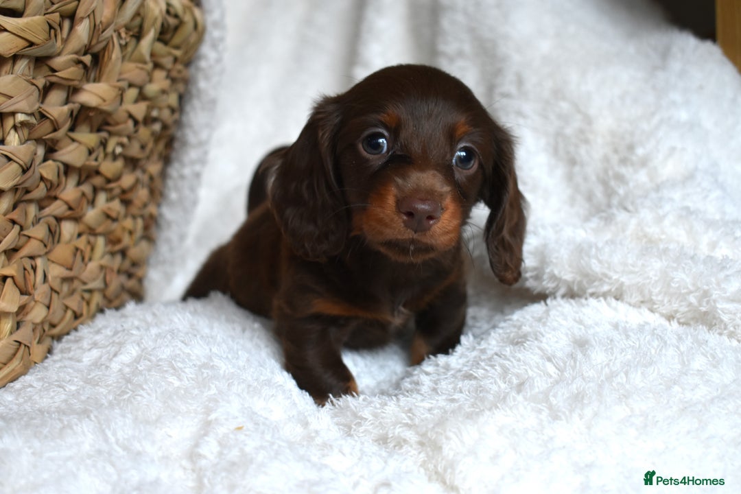 Dachshund dogs for sale: true miniature dachshund puppies  - Image 11