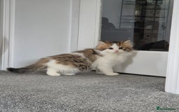 Persian cats for sale: 5 long haired kittens for sale - Image 7