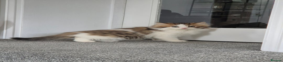 Persian Kitten 4