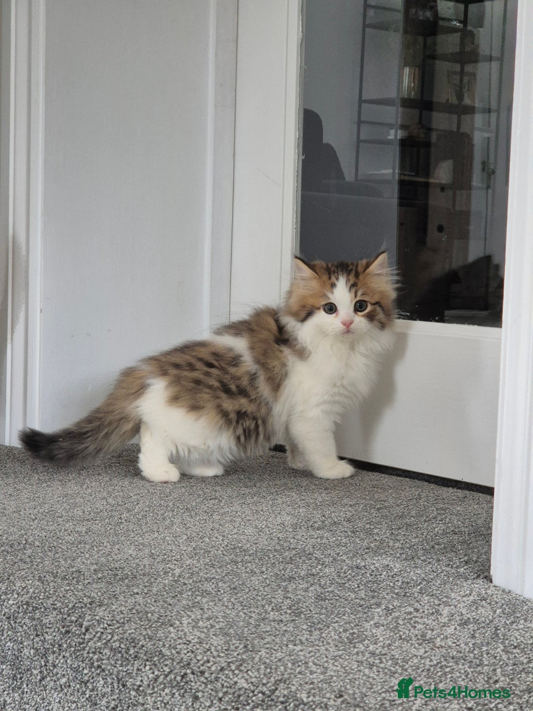 Persian cats for sale: 5 long haired kittens for sale - Image 7