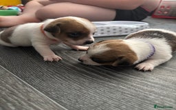 Pomchi dogs for sale: Pomchi puppies - Image 16
