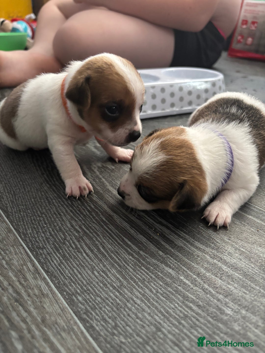 Pomchi dogs for sale: Pomchi puppies - Image 16
