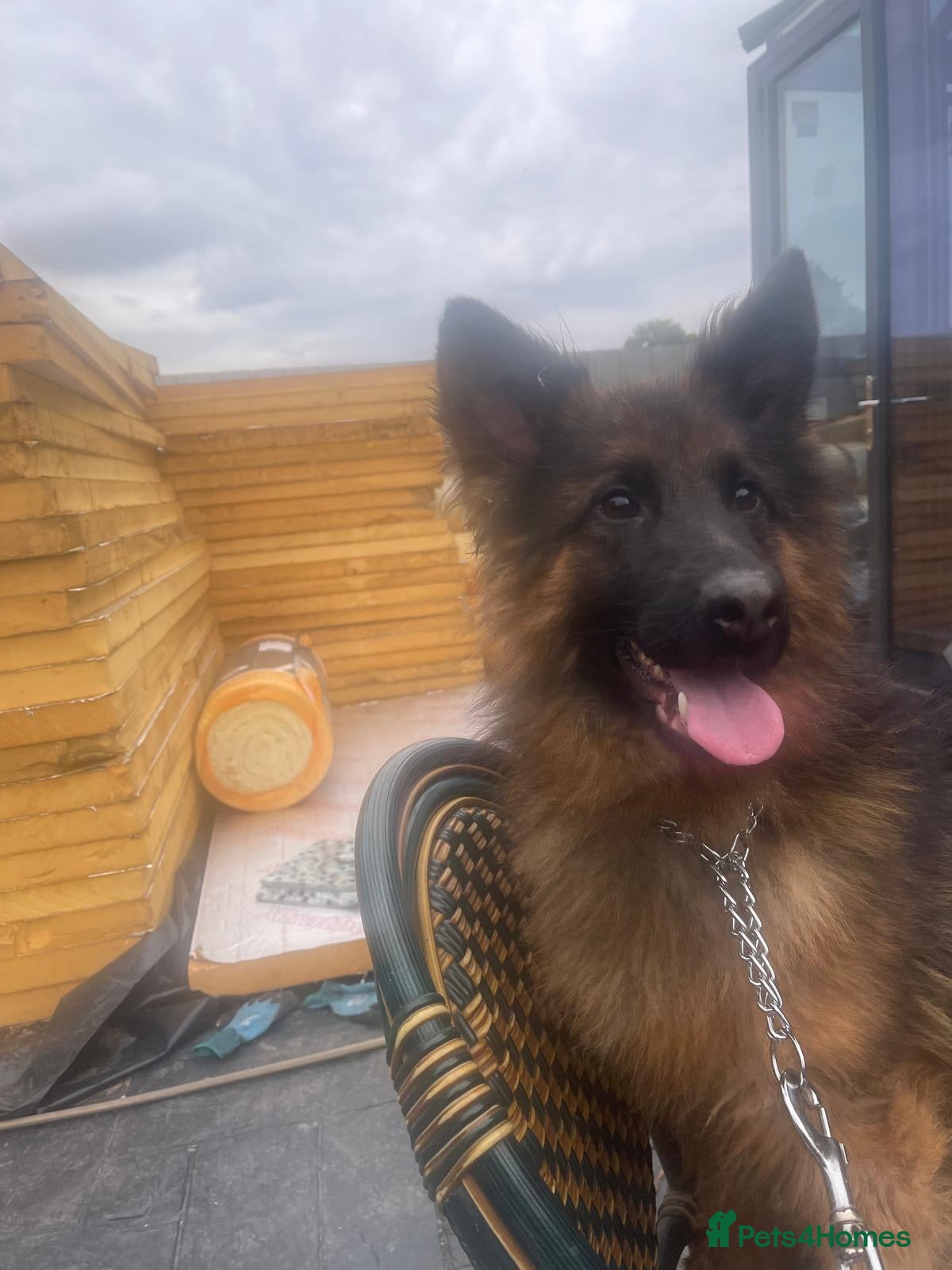 German Shepherd dogs Female german shepherd for sale  - Advert 13