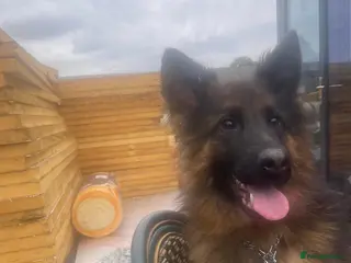 German Shepherd dogs Female german shepherd for sale - Advert 18