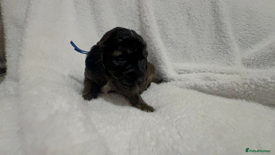 Cocker Spaniel dogs for sale: Show cocker spaniel pups ready 4th November  - Image 11