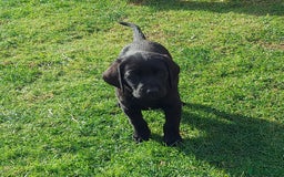 Labrador Retriever dogs for sale: Black Labrador  - Image 2