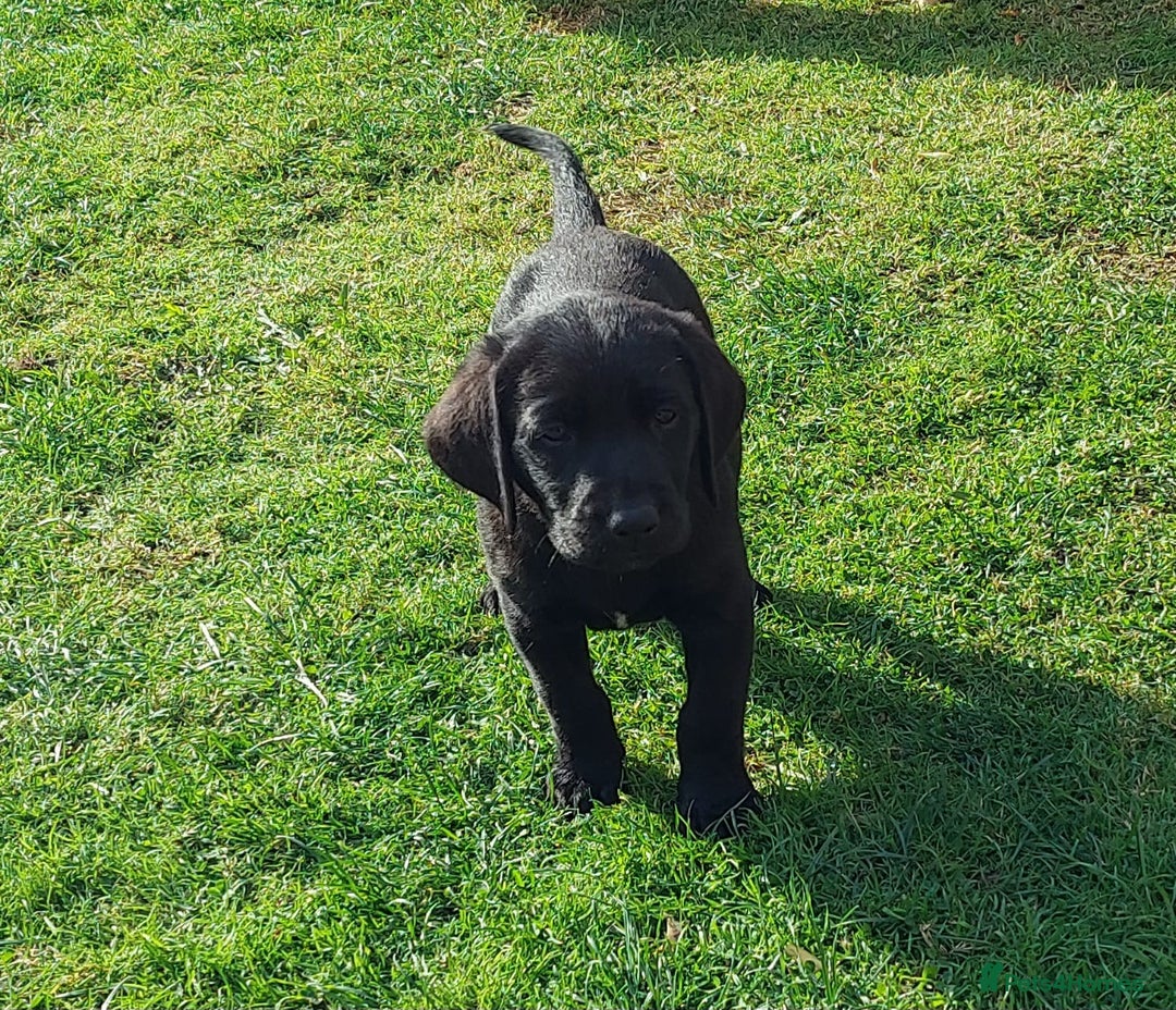 Labrador Retriever dogs for sale: Black Labrador  - Image 2