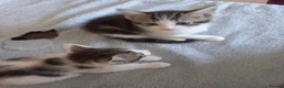 Mixed Breed cats for sale: Kittens for sale  in South Croydon - Advert 7