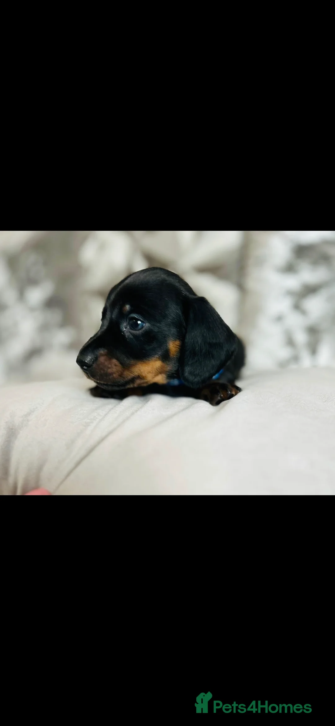 Miniature Dachshund dogs for sale: Very beautiful miniature dachshund puppies in Harlow - Advert 14