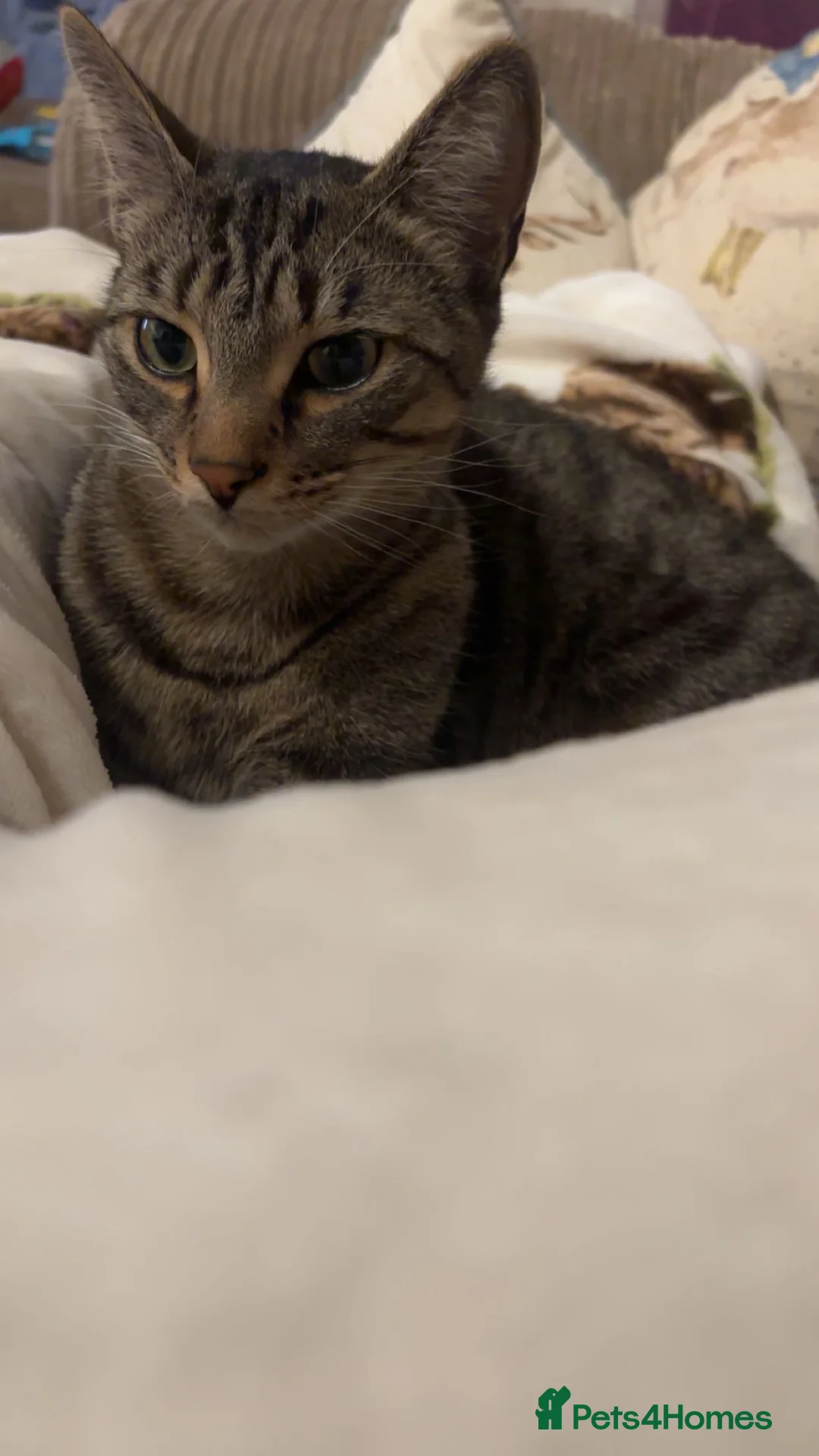 Mixed Breed cats for sale: Must go together!  in Bishops Castle - Advert 1