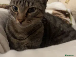 Mixed Breed cats Must go together! in Bishops Castle - Advert 1