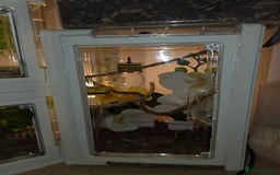 Python Snake reptiles for sale: Spiders and tarantulas - Advert 8