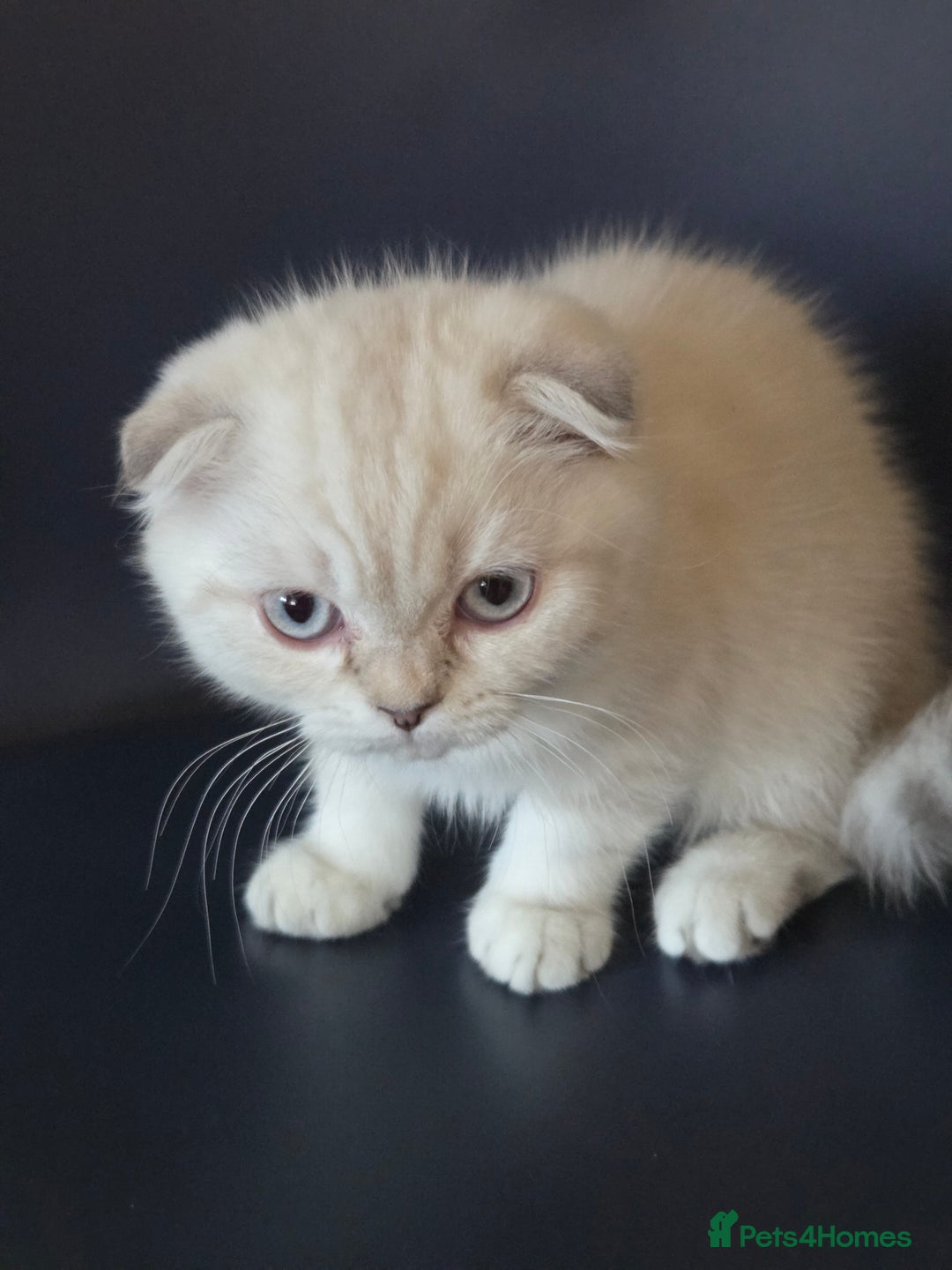 Scottish Fold cats for sale: Scottish Fold Kitten Female Ready To Be Collected  - Advert 11