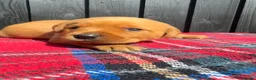 Labrador Retriever dogs for sale: 🧡 Fox Red KC working Labrador’s  in Thetford - Advert 20