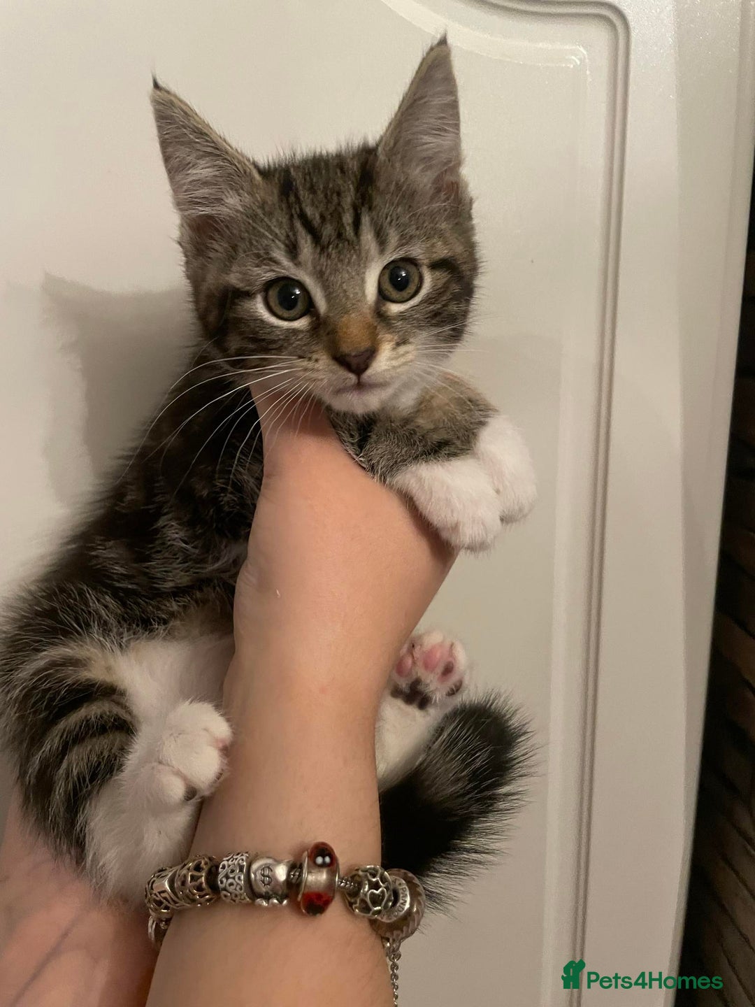 Mixed Breed cats for sale: Beautiful kittens 3 female  - Image 2