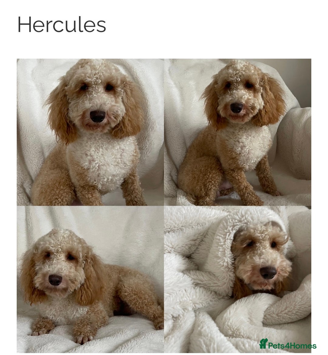 Double Doodle dogs for sale: Stunning Miniature Double Doodles - Advert 5