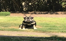 French Bulldog dogs for sale: Minnie 7 yr old Frenchie  - Image 1