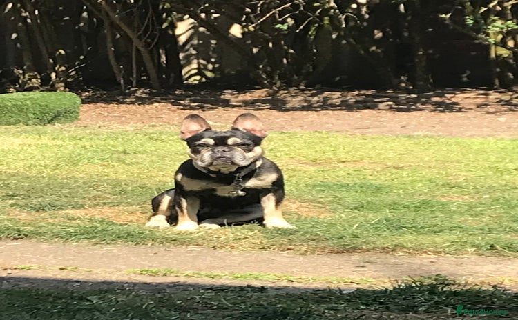 French Bulldog dogs - Advert 2