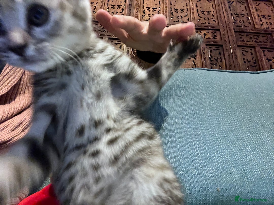 Mixed Breed cats for sale: Adorable 8-week-old half British Shorthair kitten - Advert 7