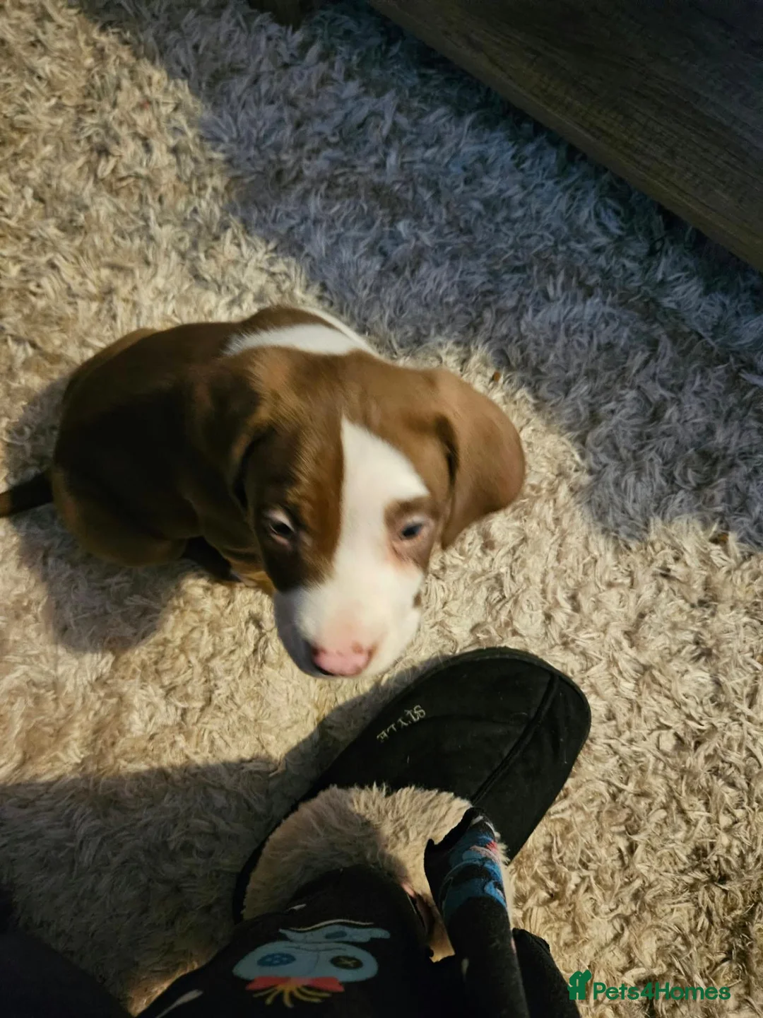 Mixed Breed dogs for sale: 1 brown and white pocket cross spaniel - Advert 2