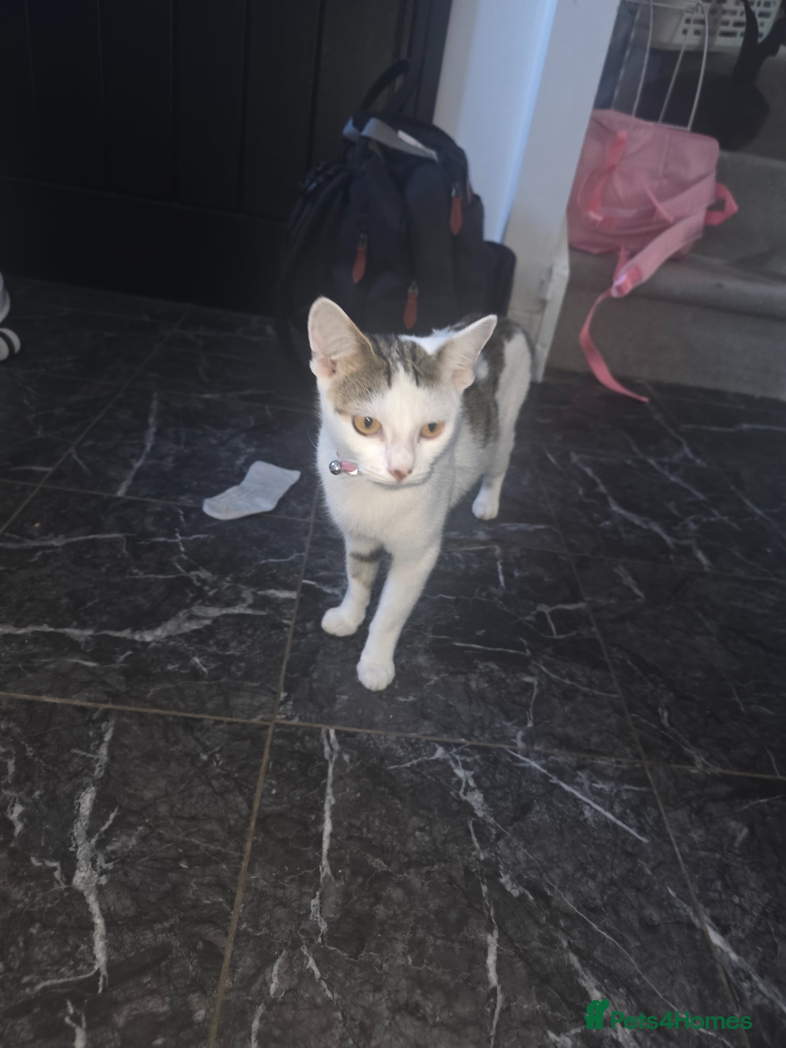 Mixed Breed cats One male kittens looking for forever homes  - Advert 1