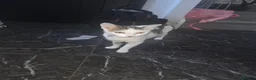 Mixed Breed cats for sale: One male kittens looking for forever homes  - Advert 1