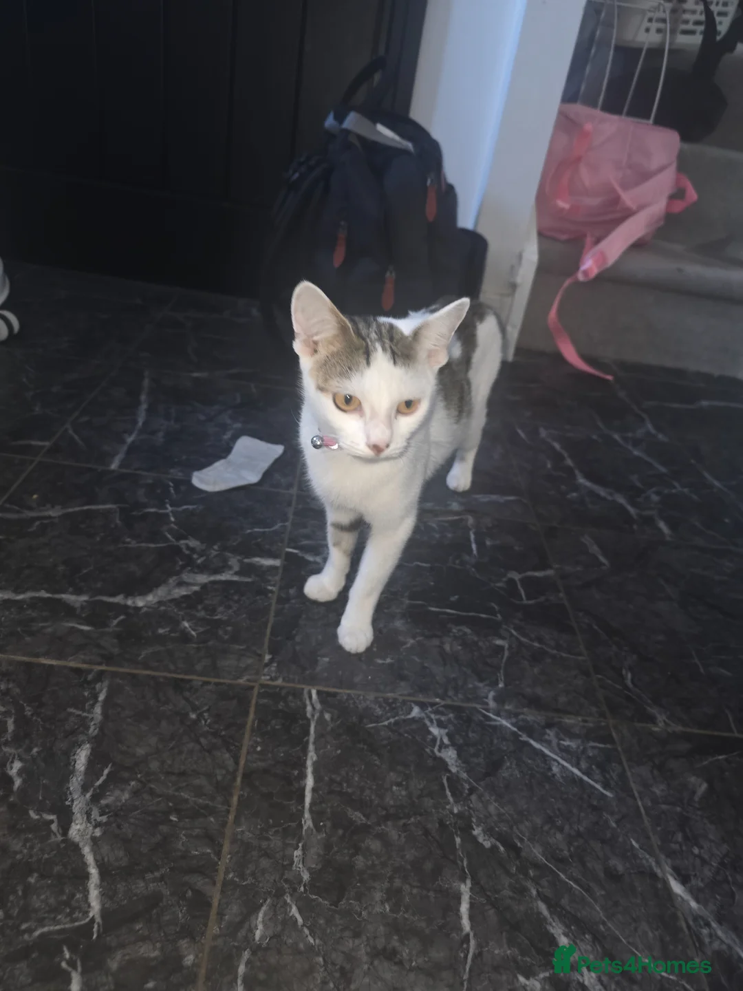 Mixed Breed cats for sale: One male kittens looking for forever homes  - Advert 1